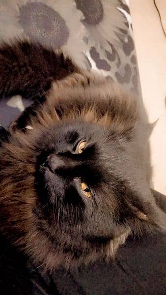 Black Persian cat double coat 4