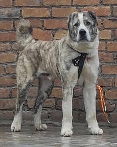 king alibai full security dog male 8 mohtn for sale