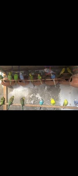 Age 1
Title Bajri parrot/Astralion tote/budgies for sale 0