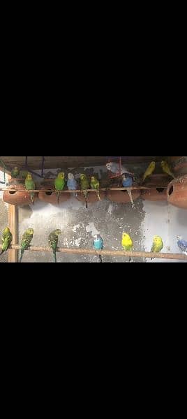 Age 1
Title Bajri parrot/Astralion tote/budgies for sale 1