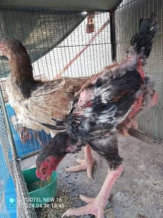 dong tao pair for sell egg lying start kardegi 20 days