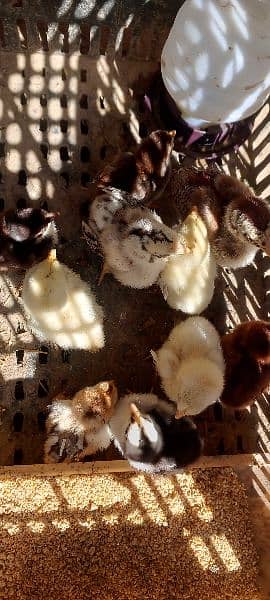 Aseel Chicks For Sale in Faisalabad 2