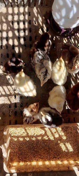 Aseel Chicks For Sale in Faisalabad 3