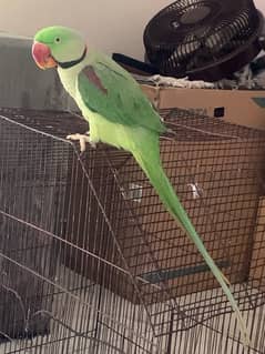 Greeno the parrot…