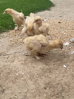 Heavy Buff Chicks
