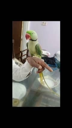 Hand Tamed Talking friendly kashmiri parrot