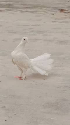 pigeon for sal