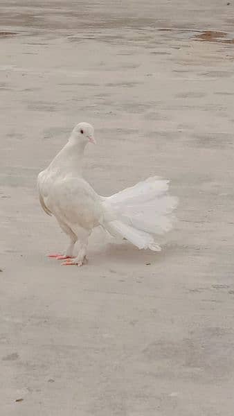 pigeon for sal 0