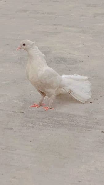 pigeon for sal 1