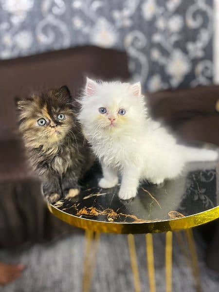 Persian kittens 0