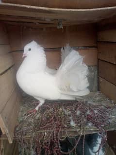 LAKY PIGEON HOME BREED PAIR
