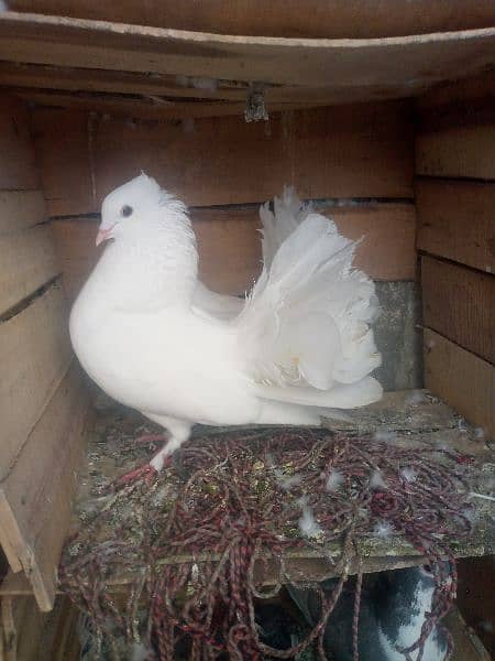 LAKY PIGEON HOME BREED PAIR 0