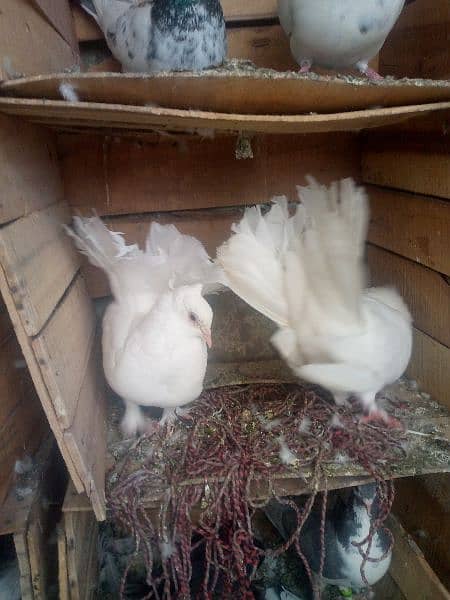 LAKY PIGEON HOME BREED PAIR 1
