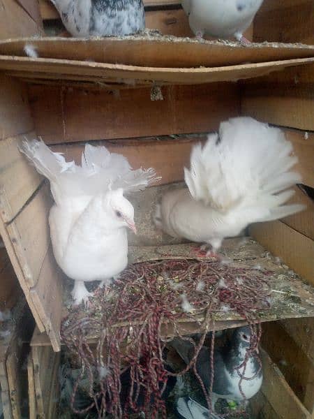 LAKY PIGEON HOME BREED PAIR 2