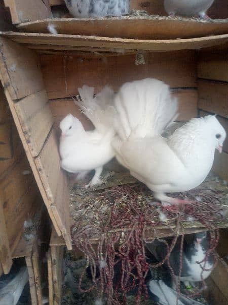 LAKY PIGEON HOME BREED PAIR 3