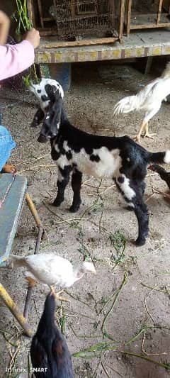 Goat pair Kala Daba male baby and Beautify Baby Female For sale