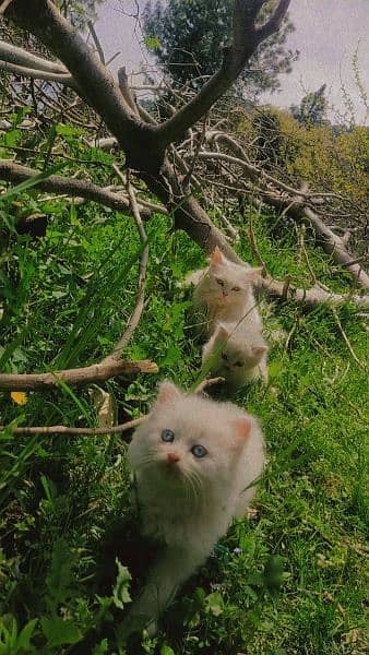 triple coated Persian kittens 2