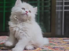 White Persian Kitten / Cat Male