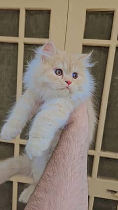 Pure Persian Kittens.