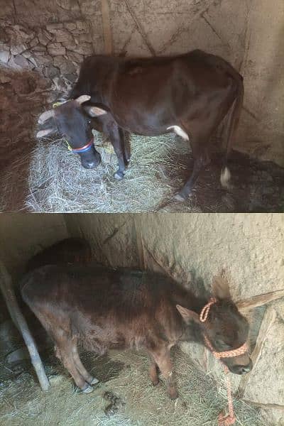 beautiful cow and her baby sale only230000 0