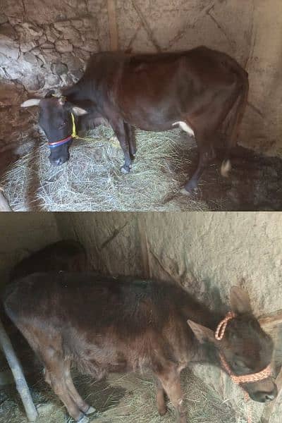 beautiful cow and her baby sale only230000 1