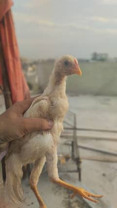 aseel heera  chicks and murgha for sale