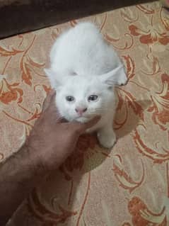 Persian Cat Baby Double coat