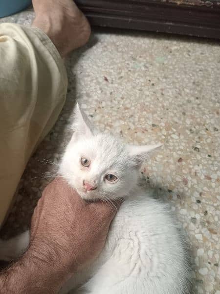 Persian Cat Baby Double coat 1