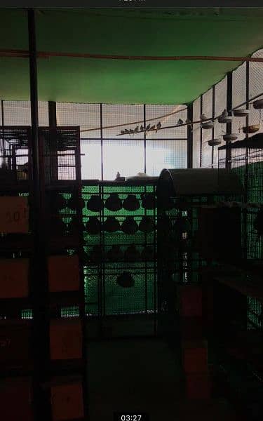 Cages for sale 3