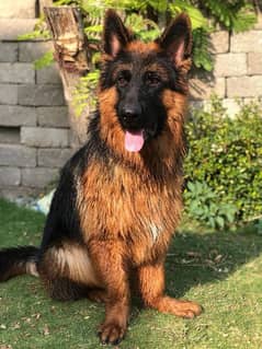 German shepherd Dog