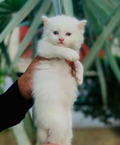 45 days pure white persian blue eyes 0