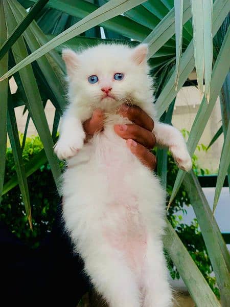 45 days pure white persian blue eyes 1