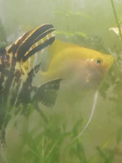 Angel Fish adult pair for sell 1 Year Age 0