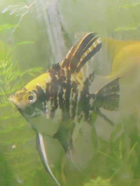 Angel Fish adult pair for sell 1 Year Age 1