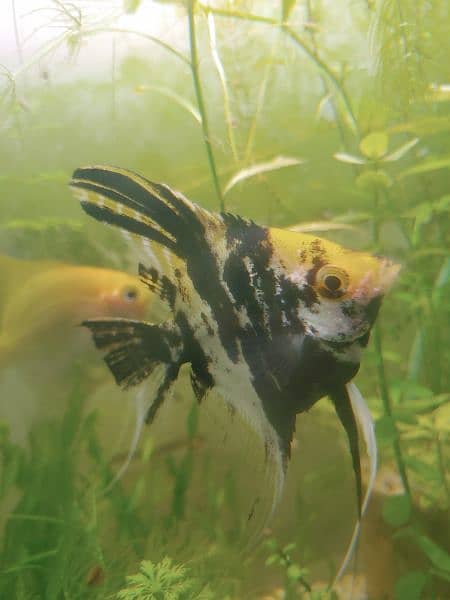 Angel Fish adult pair for sell 1 Year Age 4