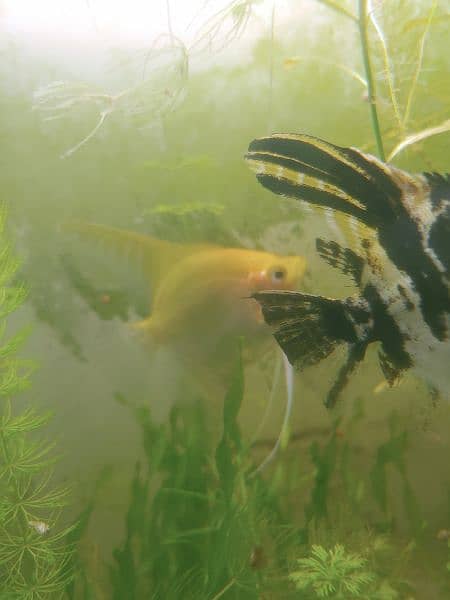Angel Fish adult pair for sell 1 Year Age 5