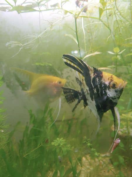 Angel Fish adult pair for sell 1 Year Age 6