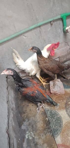 aseel desi murgi and chicks for sale 1
