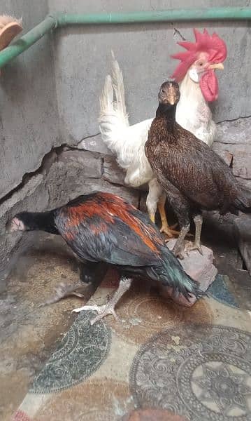 aseel desi murgi and chicks for sale 2