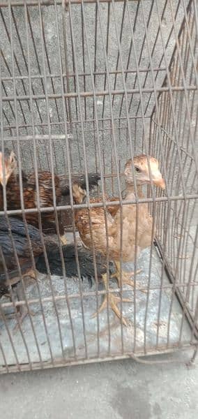 aseel desi murgi and chicks for sale 3