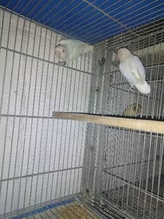 1 pair Albino red eyes 2nd pair Albino into parblue ino 2 breeder pair