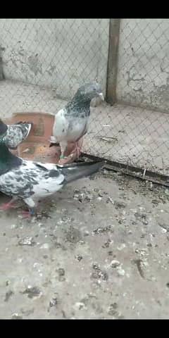 pigeon pairs