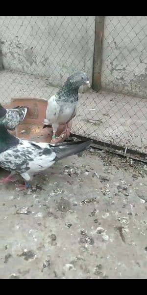 pigeon pairs 0