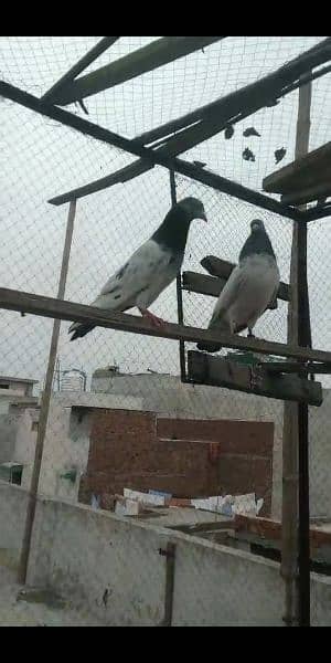 pigeon pairs 2