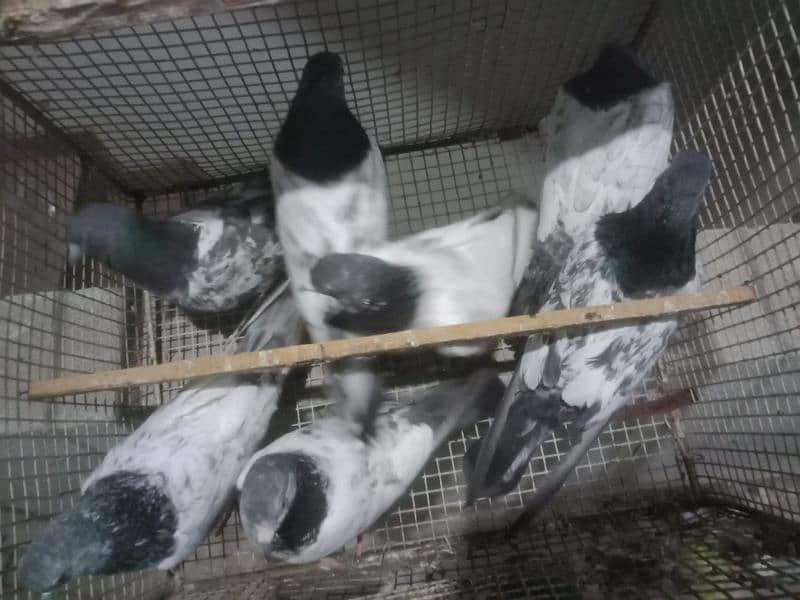 pigeon pairs 15
