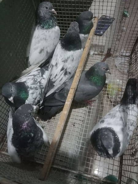 pigeon pairs 18