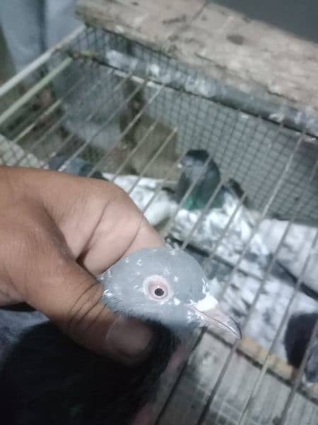 pigeon pairs 19