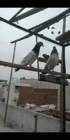 pigeon breedar 10