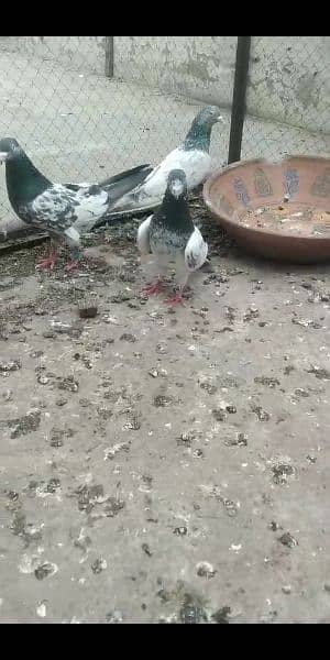 pigeon breedar 10 1