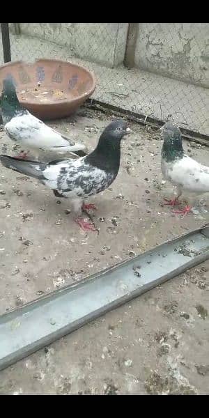 pigeon breedar 10 3